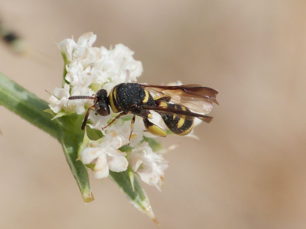 Leucospis maschio: L. dorsigera o L. bifasciata